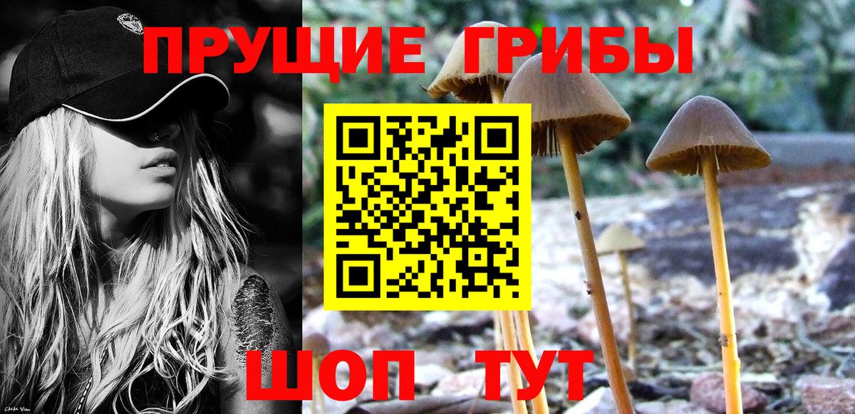 Галлюциногенные грибы Psilocybe  Псилоцибиновые грибы GOLDEN TEACHER  Назарово  Вход с VPN 